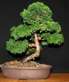 Cupressus Bonsai
